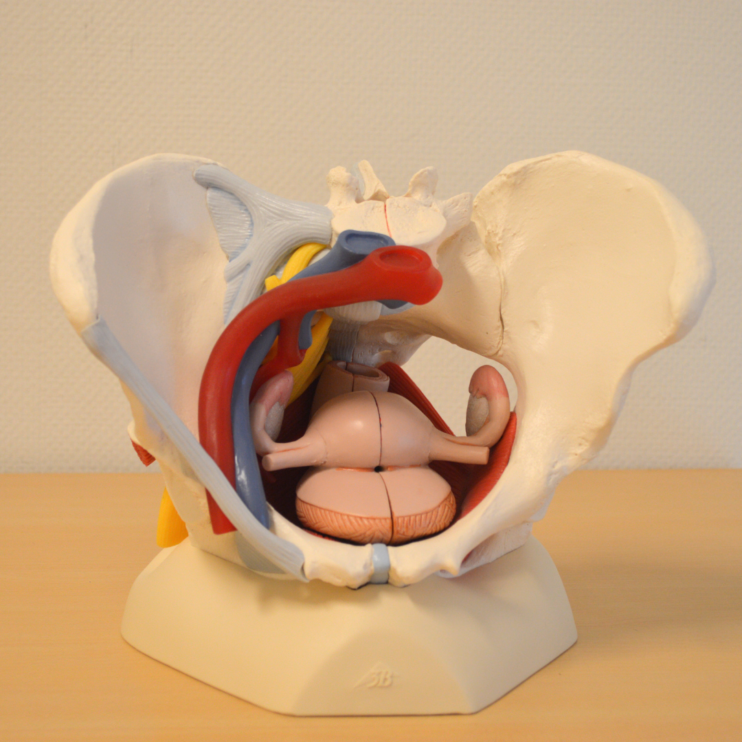 Bekkenfysiotherapie (1)